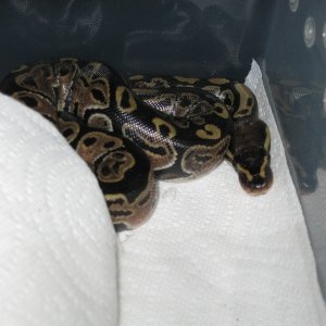 Romeo and Juliets 2009 Hatchlings
