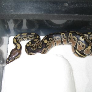 Romeo and Juliets 2009 Hatchlings