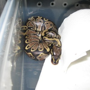 Romeo and Juliets 2009 Hatchlings