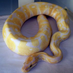 smoking lavender albino male