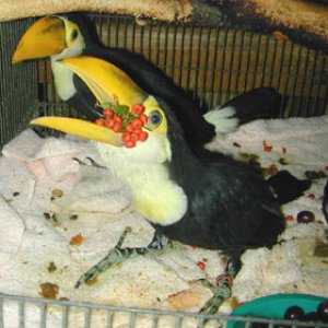 Pair toco toucan Birds for sale $800