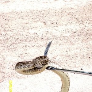 Rattler_with_some_rattles_missing