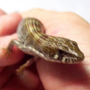 Madrean Alligator Lizards