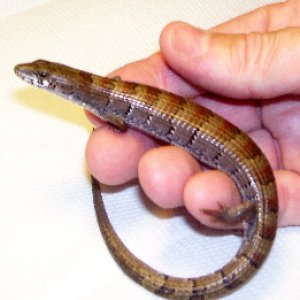 Madrean Alligator Lizards