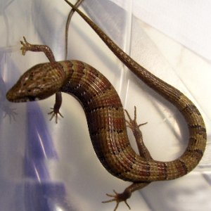 Madrean Alligator Lizards