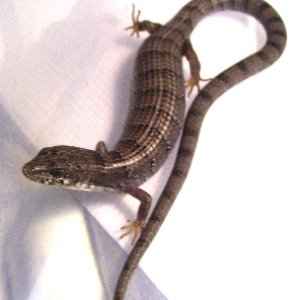 Madrean Alligator Lizards
