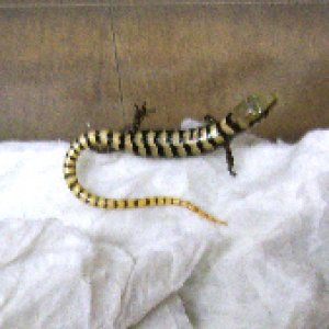 Madrean Alligator Lizards