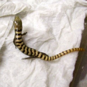 Madrean Alligator Lizards