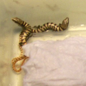 Madrean Alligator Lizards