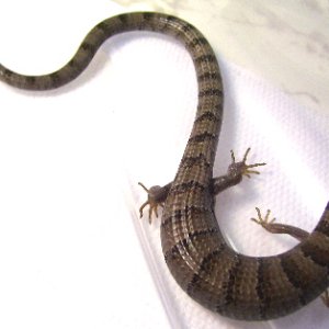 Madrean Alligator Lizards