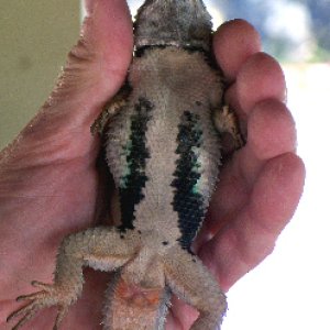 Crevice Spiny Lizards