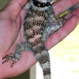 Crevice Spiny Lizards