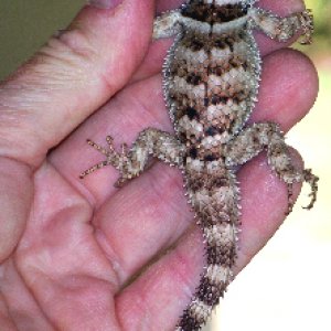 Crevice Spiny Lizards
