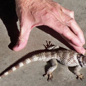 Crevice Spiny Lizards