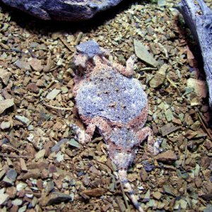 Round Tail Horned Lizards