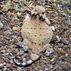 Round Tail Horned Lizards