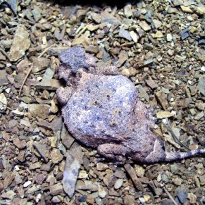 Round Tail Horned Lizards