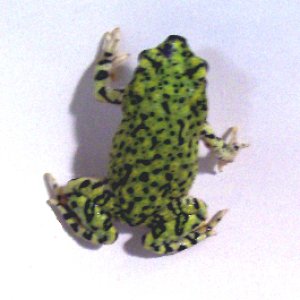 Green Toads (Bufo debilis)