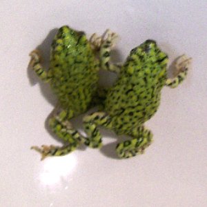 Green Toads (Bufo debilis)