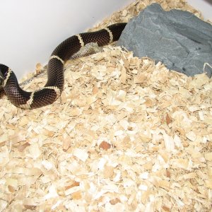 female