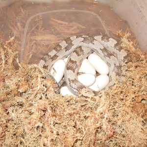 Wanda laid her eggs
