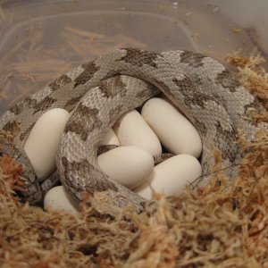 Wanda laid her eggs