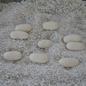Wanda laid her eggs