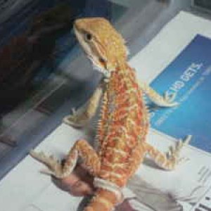 MY BEARDIES