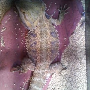 MY BEARDIES