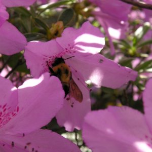 Buzzy
