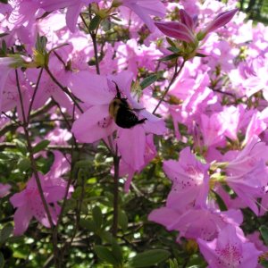 Buzzy