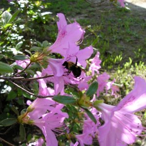 Buzzy