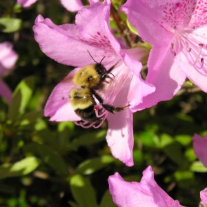 Buzzy