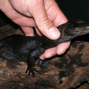 black dragon