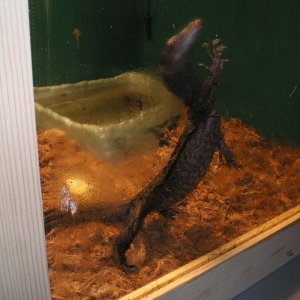 black dragon