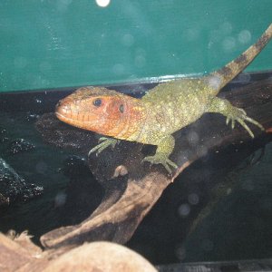 cayman lizard