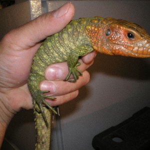 cayman lizard
