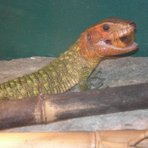 cayman lizard