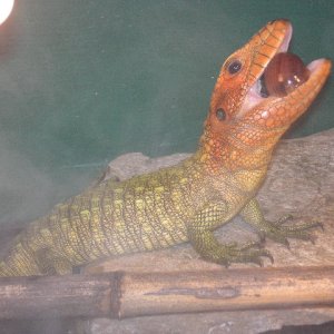 cayman lizard