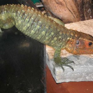 cayman lizard under water