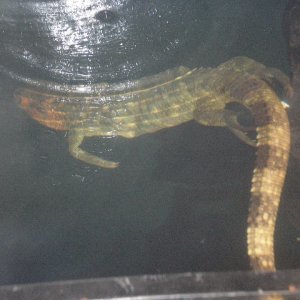 cayman lizard under water
