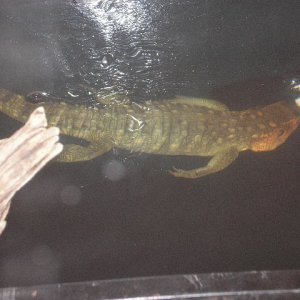 cayman lizard under water