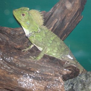 female tree dragon