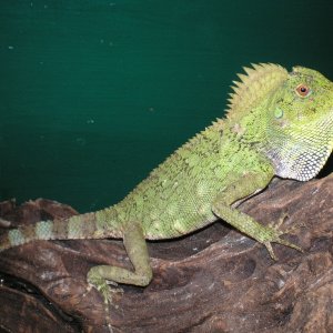 female tree dragon