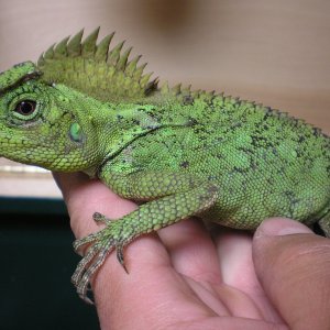 female tree dragon