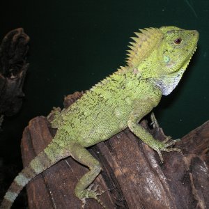 female tree dragon