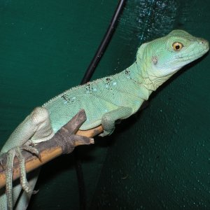 female bas