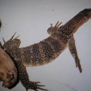 water monitor