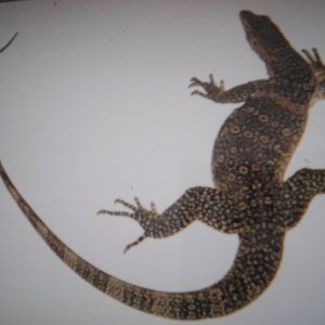 water monitor