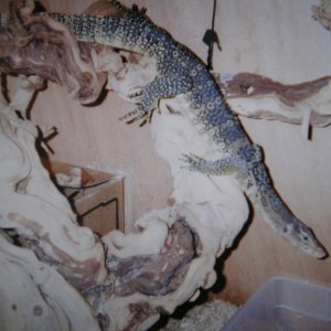 water monitor ready to in the water